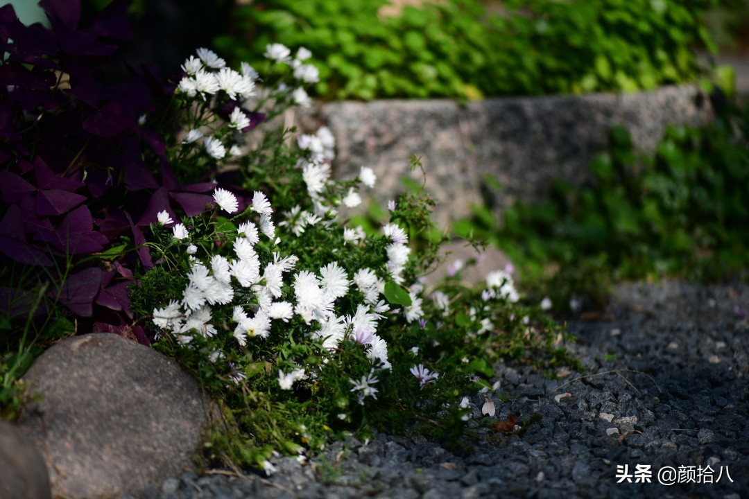 扶不起的绿植,扶不起的绿植视频