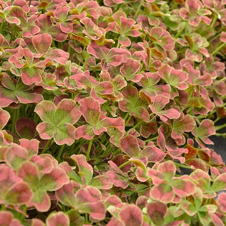 有什么三叶草叶子比花好看,能轻松找到四片叶子的彩叶三叶草