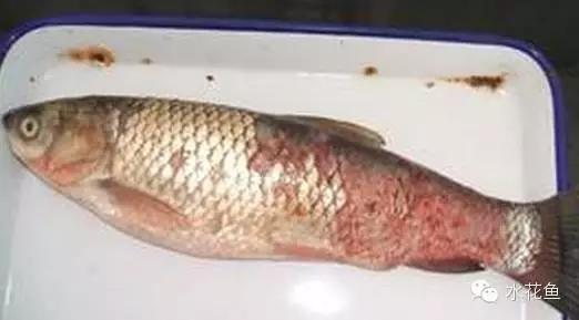 越冬综合症鱼病要多久能治好,鱼瘟病是怎么回事