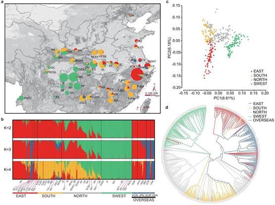 满大街的银杏树到底濒危在哪里,银杏树为什么濒临灭绝