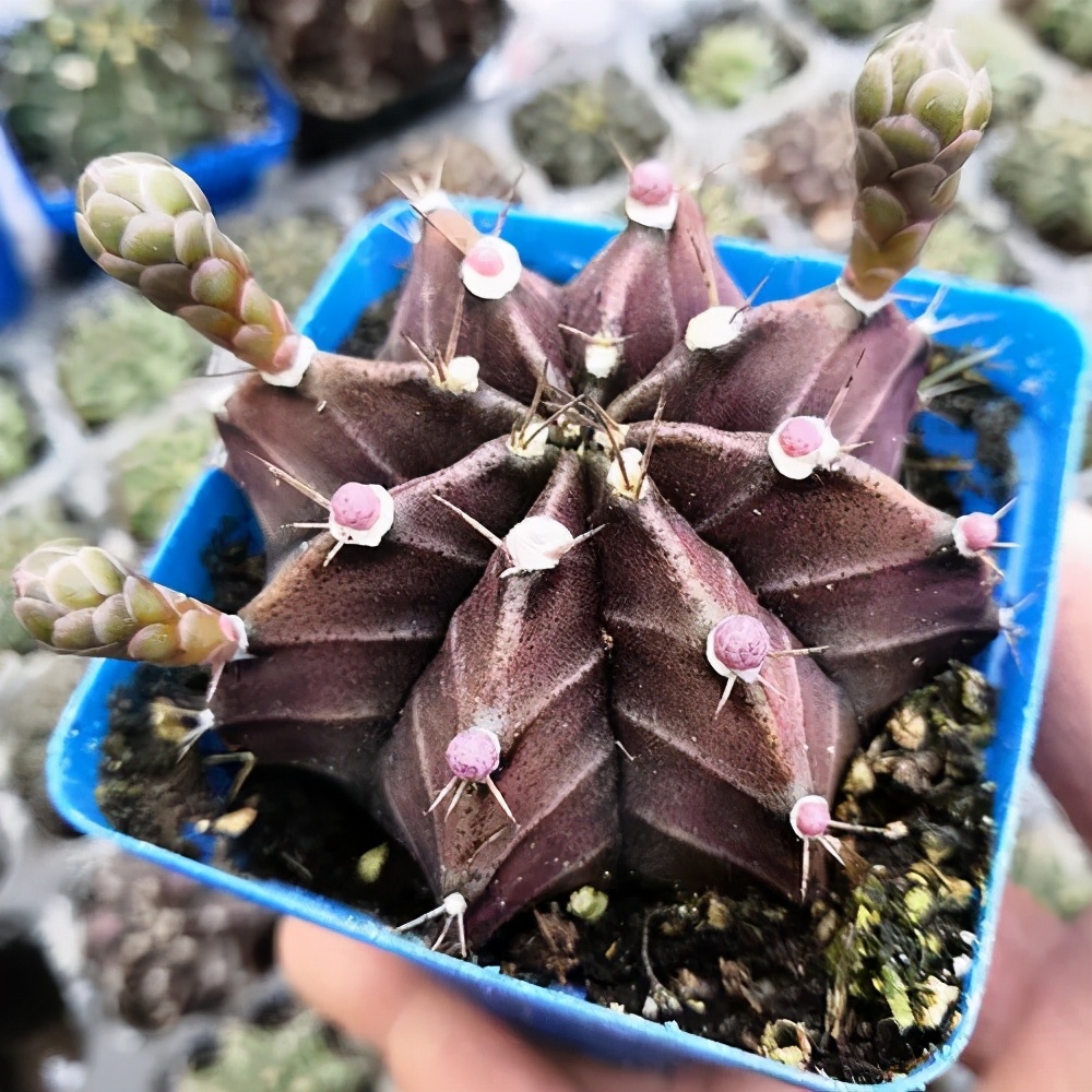 牡丹茎腐病怎么治好的,绯牡丹徒长怎么办