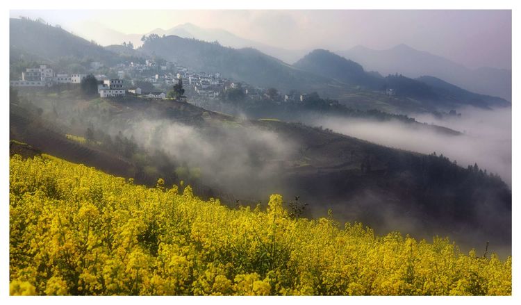 徽州百工喜迎8月向日葵摄影采风,歙县人民欢迎您