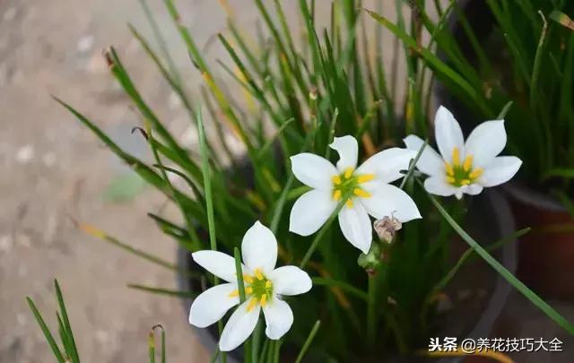 常见小区绿化100种植物图片,常见的水生植物有哪些种