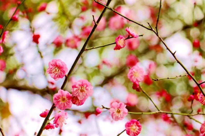 梅花跟什么一起种合适,梅花和哪两种花被称为岁寒三友