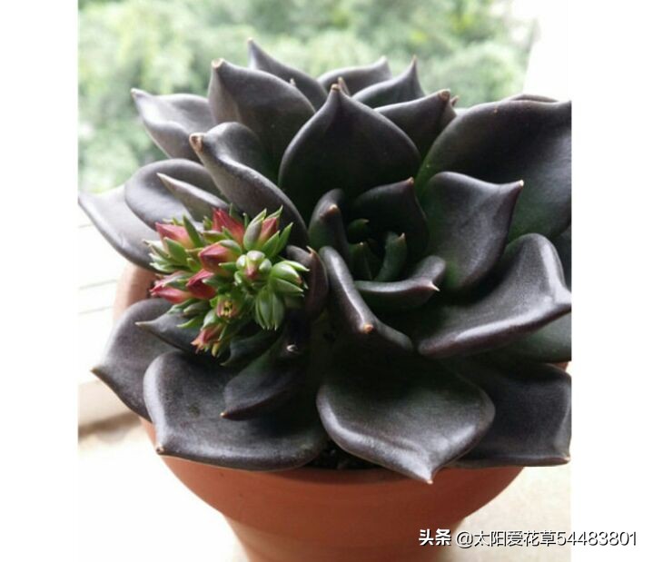 多肉白花韧锦养殖方法,黑王子锦多肉怎么养