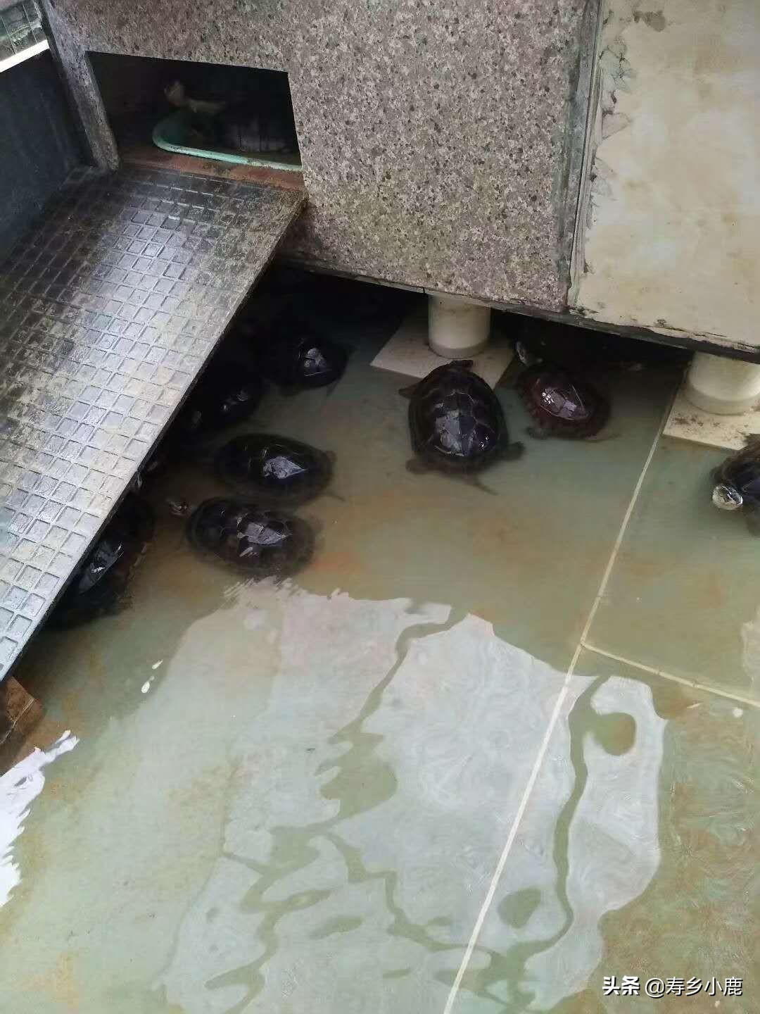 石金钱龟跌落神坛,跌落神坛的宝石