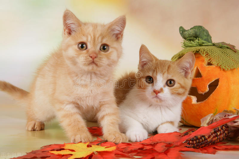 猫尿血尿频吃什么药,猫膀胱结石尿血怎么治疗