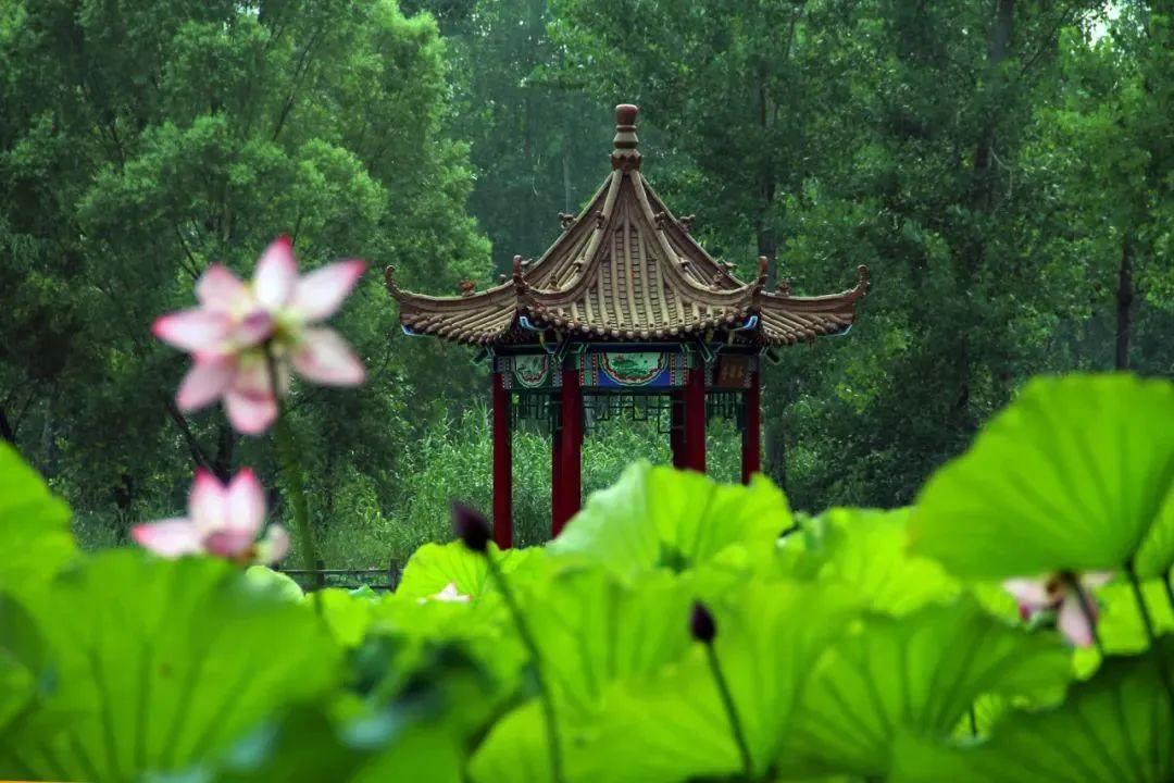 游玩赏荷花景点推荐,国家4a级景区荷花花海介绍