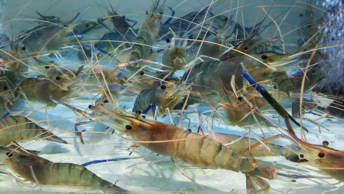 虾米眼里的自由，乌龟内心的美好，离鲸的世界差了一座海洋