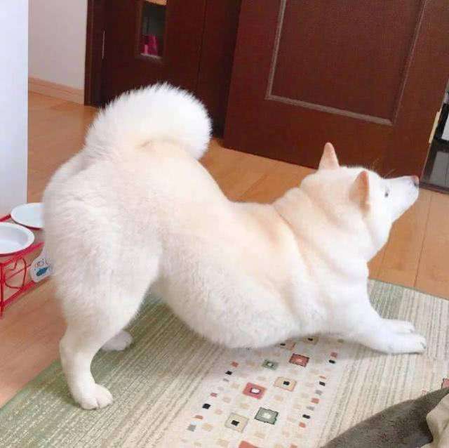 狗狗这些部位“最脏了”，只要清洁到位，身上就会香香的