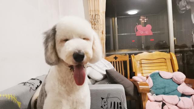 母狗发情期，狗主人记得要做好这3点，要不然哪天带球回家你别哭