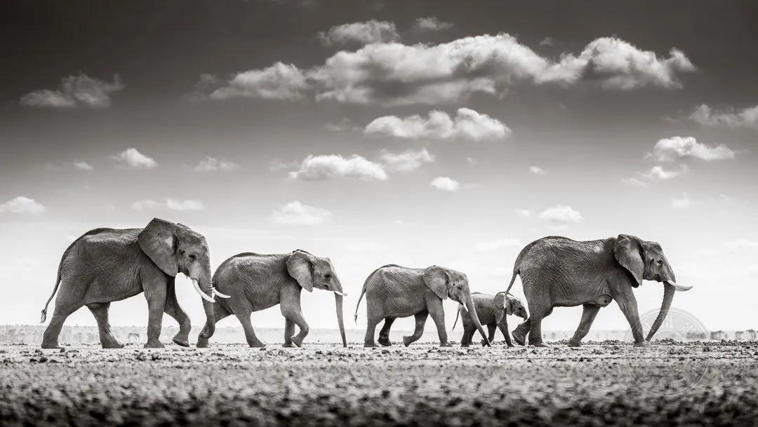 2022索尼世界摄影大赛自然类 (索尼世界摄影大赛自然组作品精选)