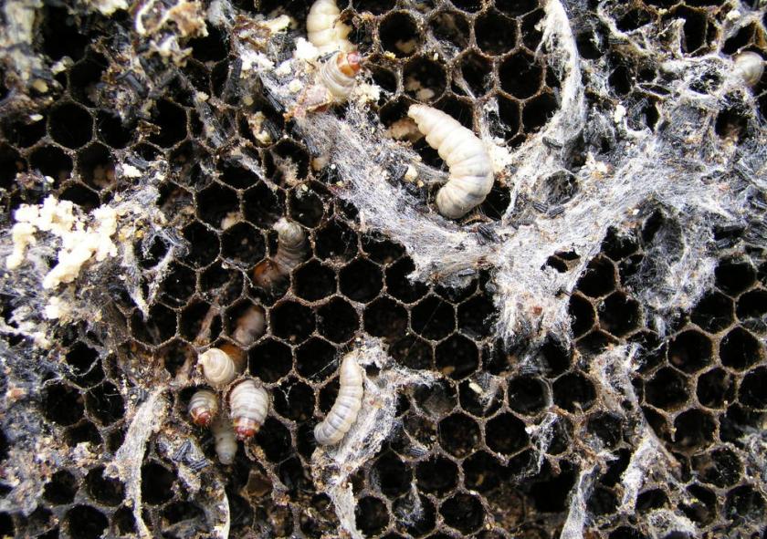 蜜蜂养殖为何蜂箱中生虫子,蜜蜂为什么会有巢虫