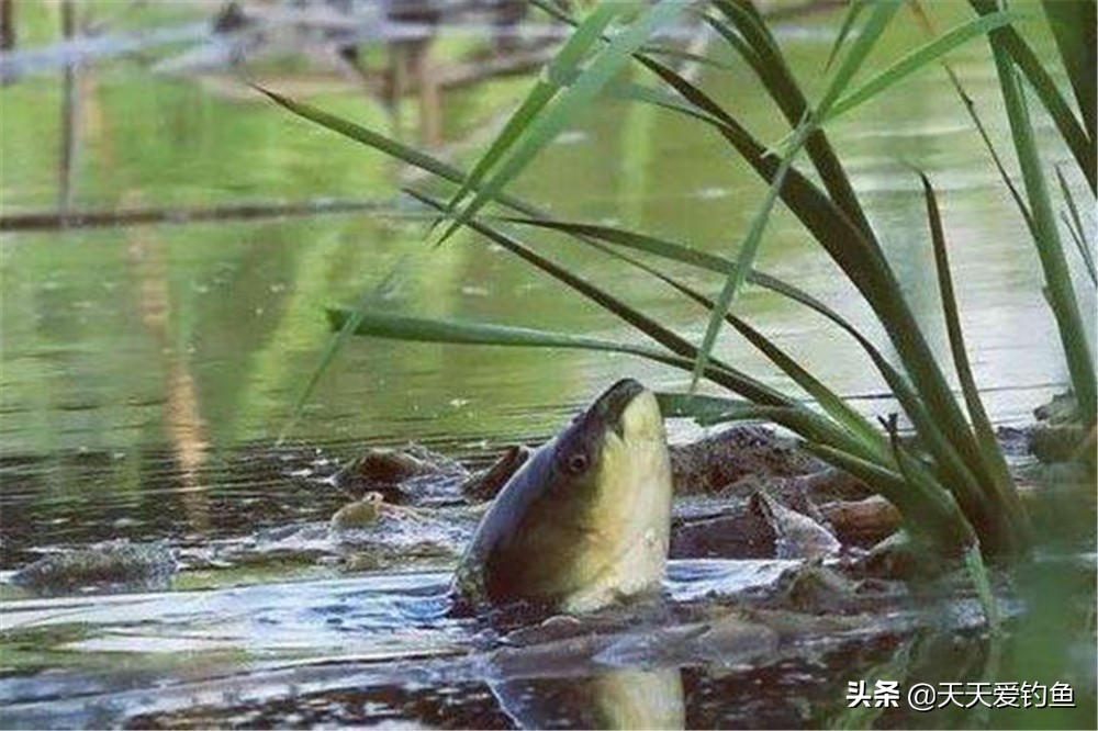 十多度钓草鱼技巧和方法,按照以下几种方法钓草鱼十拿九稳