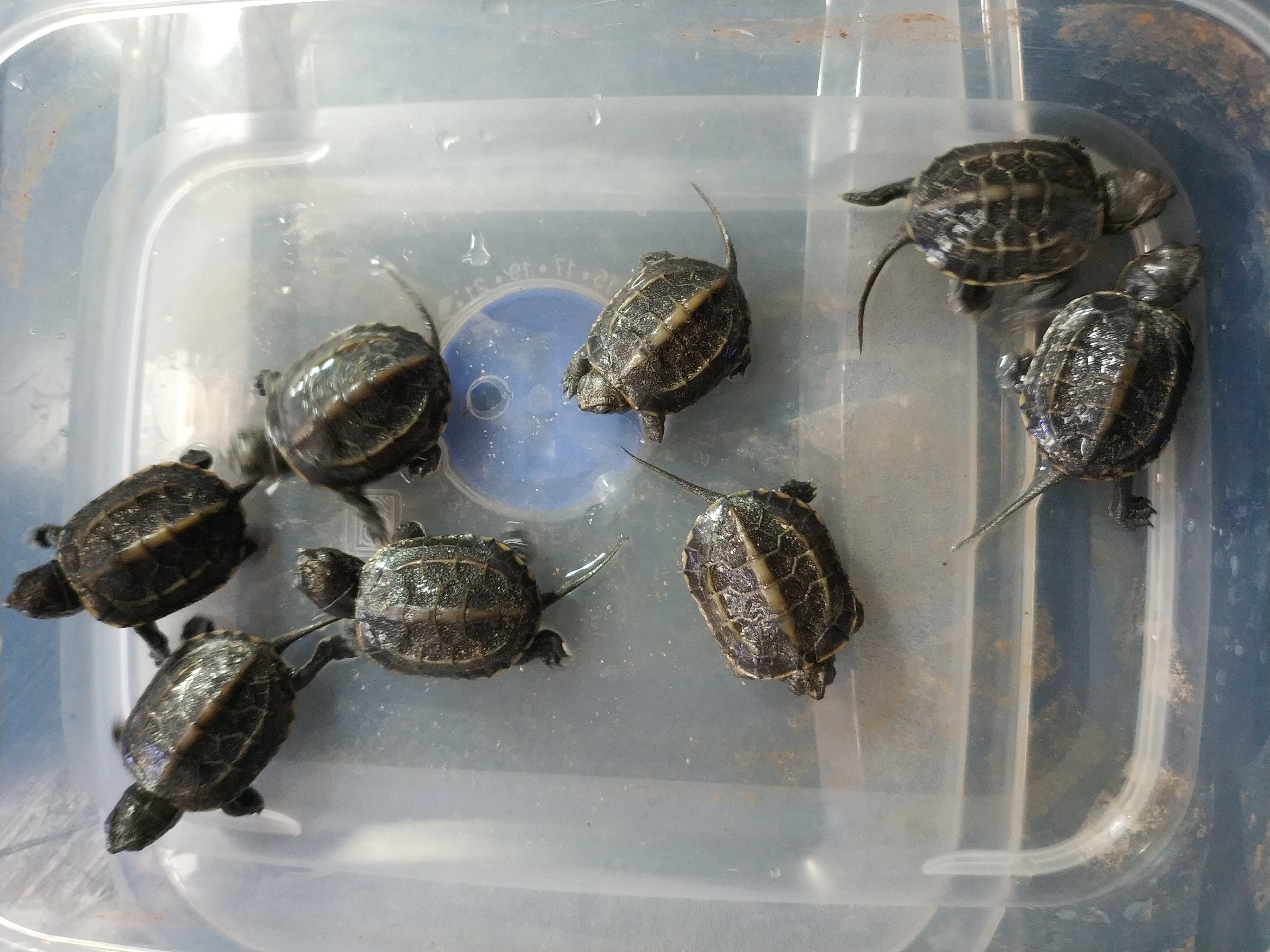 养草龟新手入门,草龟新手入门需要备点什么药