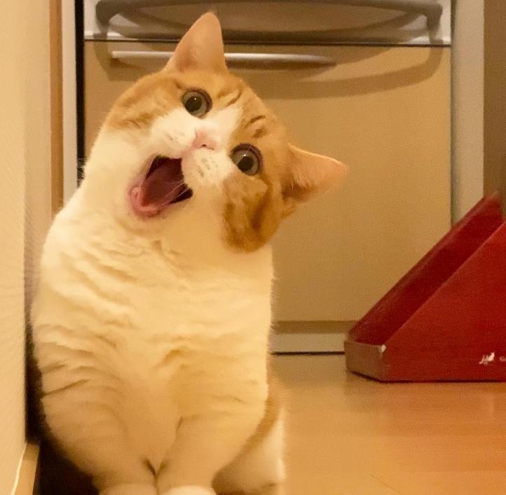 短腿兄妹,全网最火短腿猫