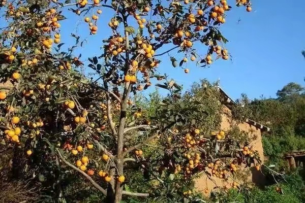 农村人创业种植什么最赚钱,农村养殖种植与三农创业致富项目