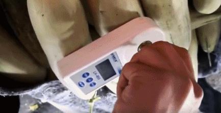 正宗博洋蜜瓜产地,黄洋蜜瓜和博洋蜜瓜区别