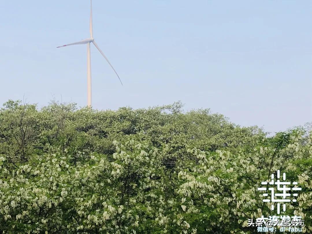 大连最美赏槐露营地,槐之乡露营地