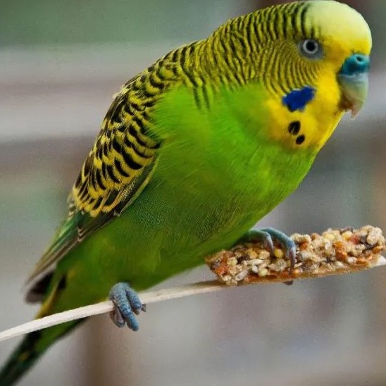 虎皮鹦鹉能喝牛奶吗,虎皮鹦鹉小鸟饲养