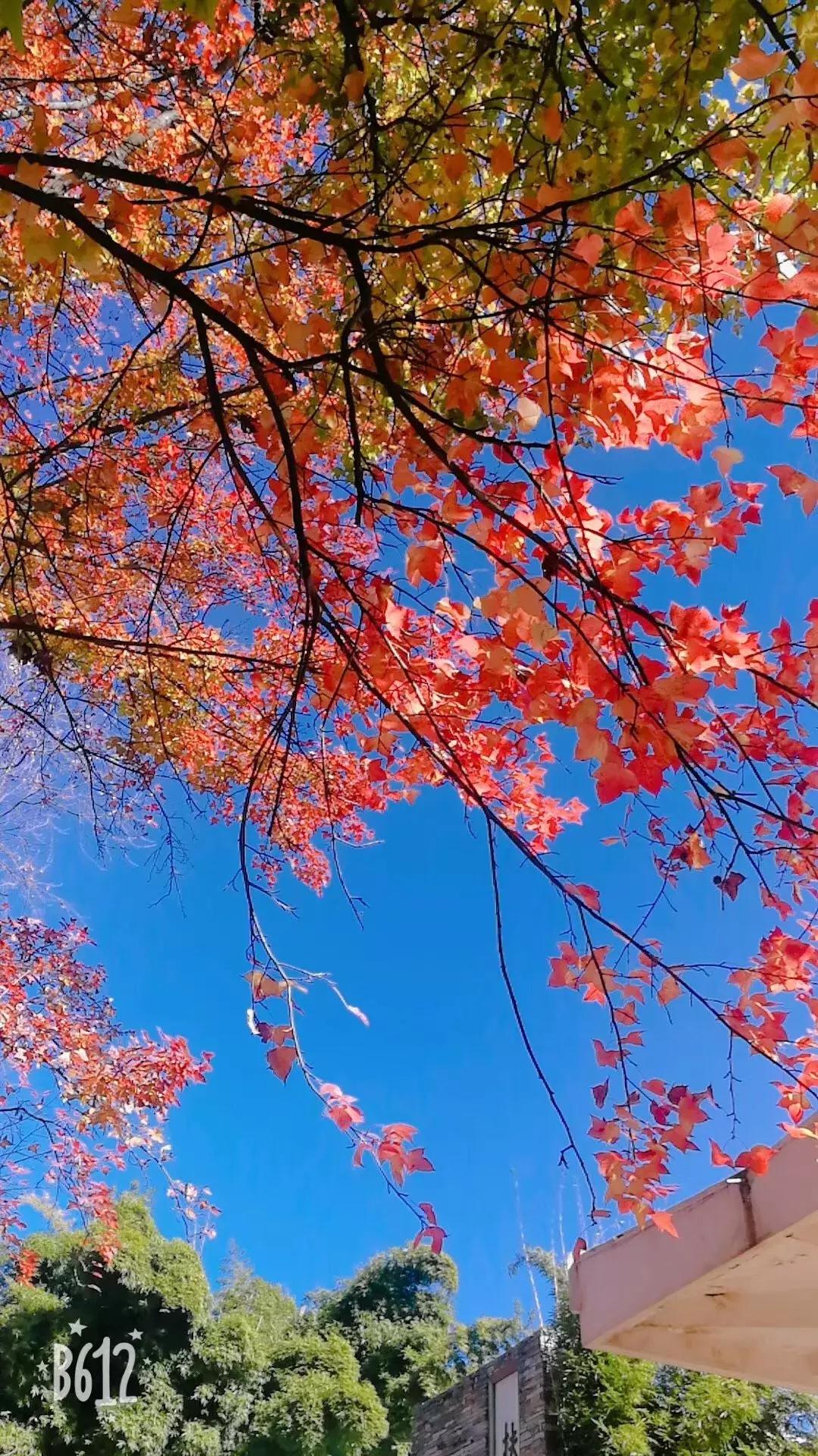 好消息昆明高新区,好消息昆明7个公园免费开放