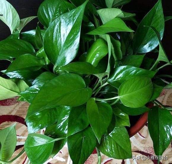 绿萝冬天冻伤了长新叶怎么换盆,绿萝叶子冻了怎么办