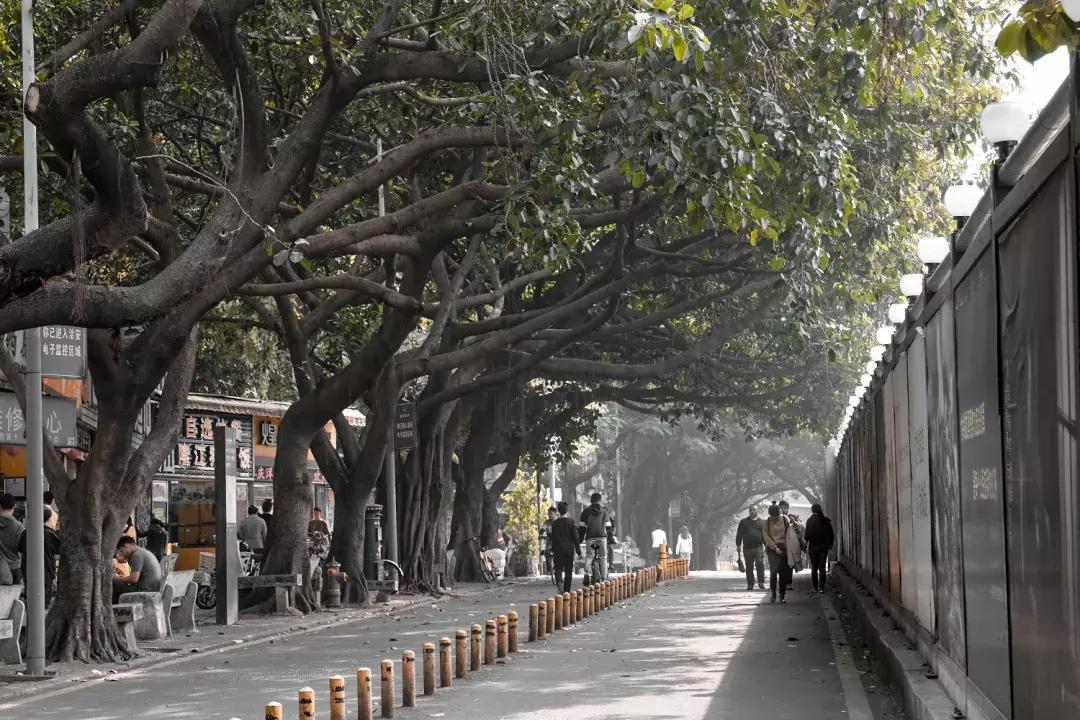 白石洲城中,白石洲的海边