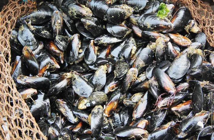 开海什么海鲜最好,开海季肥美海鲜