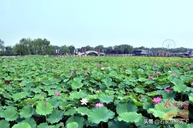 石家庄七夕一日游最佳去处,七夕适合情侣去的地方石家庄
