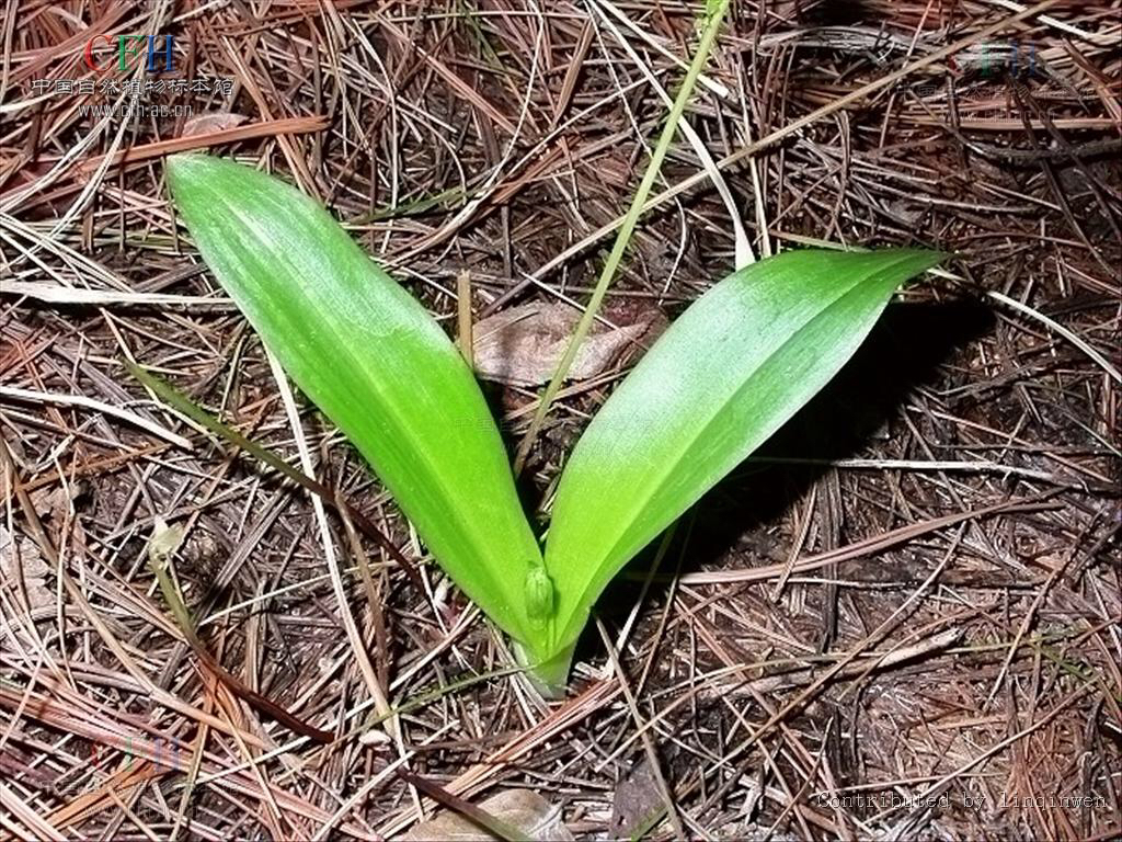 观音竹怎么养,中药材牛尾竹