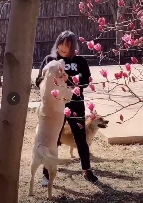 华为小公主和洪晃隔空撞衫，一个秀豪宅外的雪山，一个豪宅里遛狗