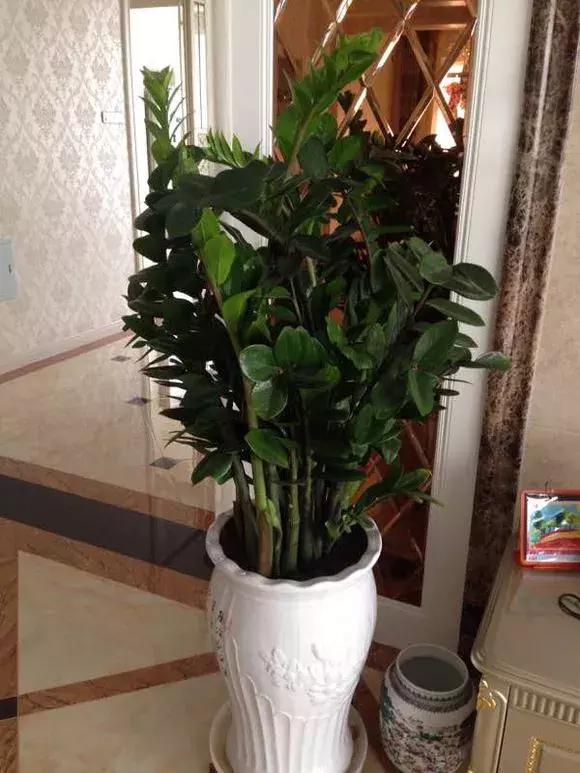 家里三种最旺财的花卉,家里招财旺宅的花