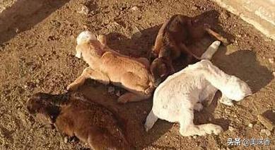 羔羊软瘫病的治疗用什么药,羔羊软瘫症的治疗药