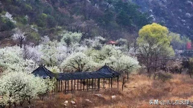 大“疫”灭清，天津2020赏花地图上线！