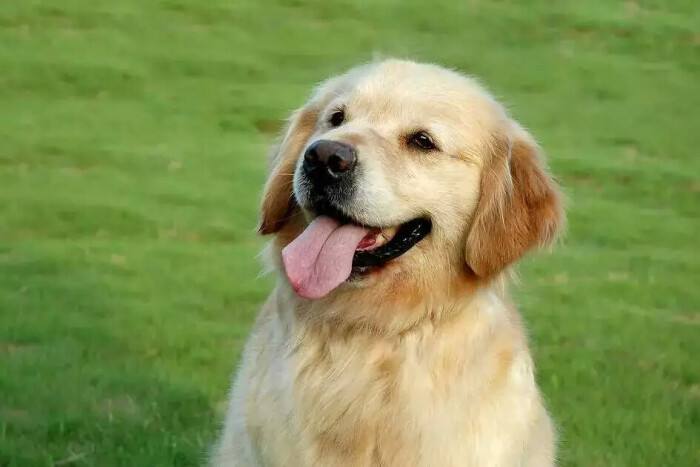 世界上最忠心的狗狗排名第一,对主人忠心的十大狗狗排名