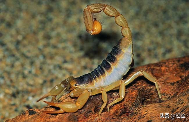 蝎子人工养殖直销,人工养殖的蝎子怎样做好吃