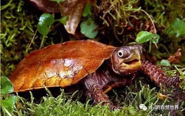 枫叶龟品种及图片大全,地龟和枫叶龟的区别