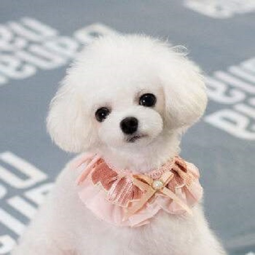 泰迪又吐又拉是肠胃炎吗,被泰迪咬了要不要打针