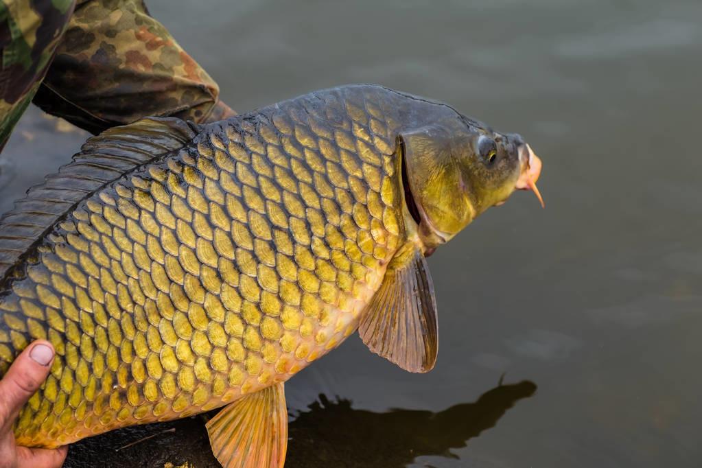 怎么钓才能让鲤鱼放松警惕,黑坑鲤鱼警惕性高用什么钓法