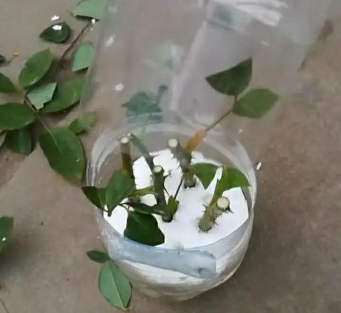 无花果枝条泡在水里可以生根吗,树枝泡在生根水里能生根吗