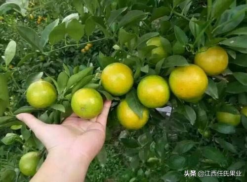 南方春季能种植皇帝柑吗,广东皇帝柑种植基地有苗卖吗