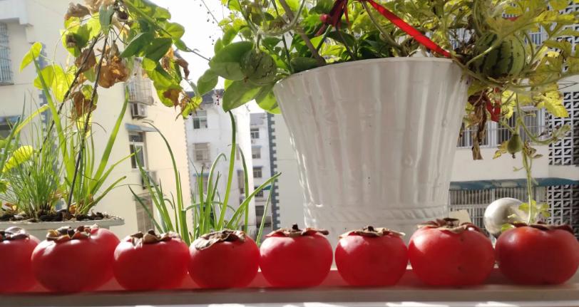 安徽庐江黄道中学张林俊《乐仙集》诗词歌赋之九