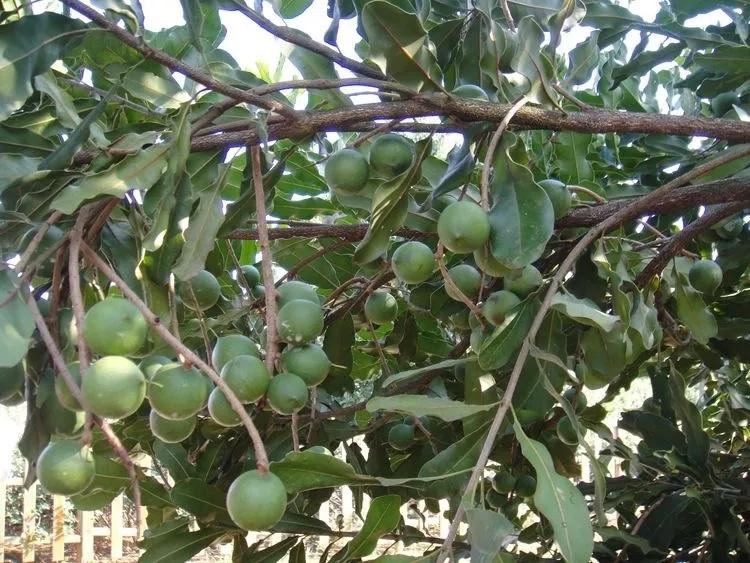 花生腰果哪个好,腰果巴旦木坚果