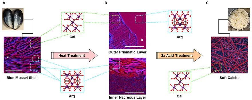 软绵贝壳,硬贝壳类