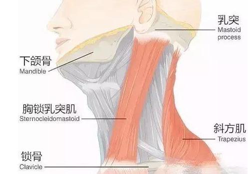 石原里美同款“钻石下颌线”，7天到位