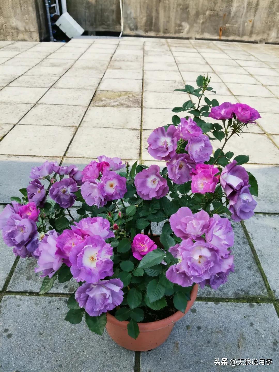 月季春季第一波花要不要剪,月季春季第一波花开后嫁接