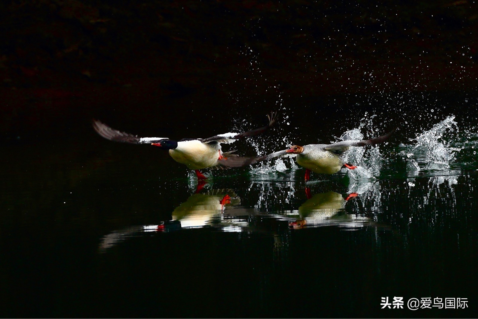 鸟类最好看的照片,100张绝美鸟类图片