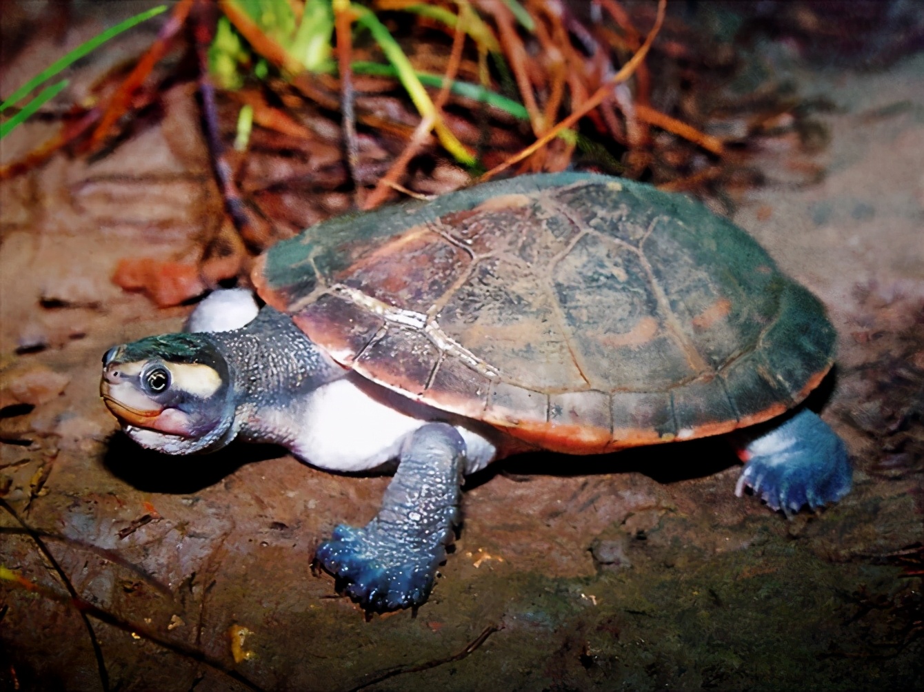 各种龟类图片大全大图,龟类展示会