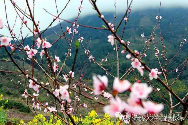 融水千亩桃花竞相盛开,融水2020桃花赏花时间表