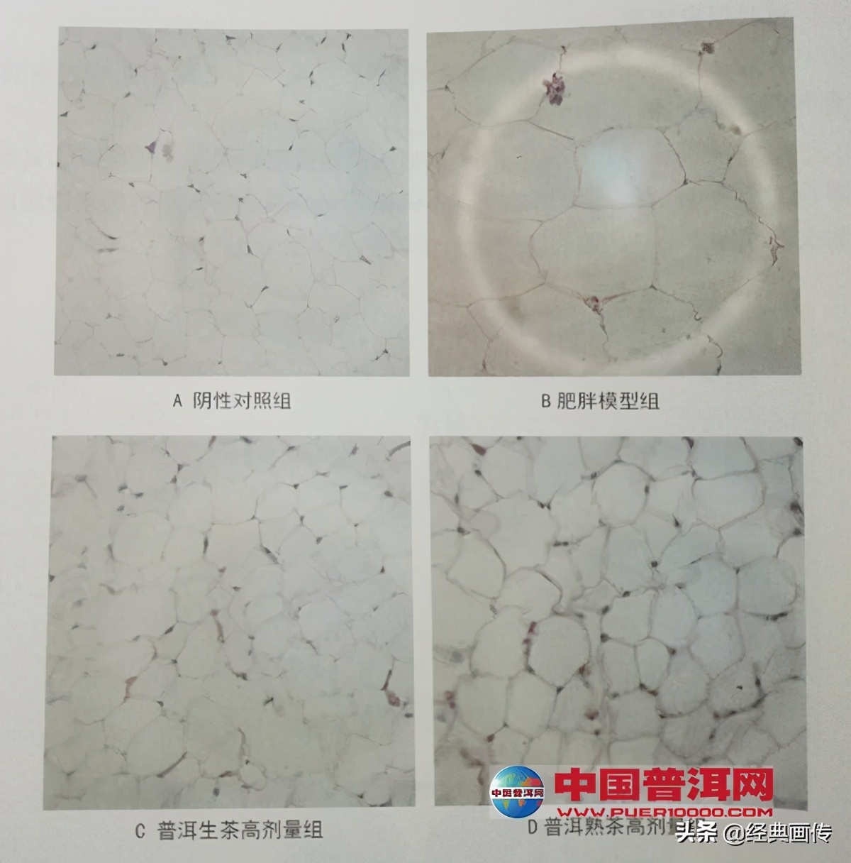 苹果普洱茶能减肥吗,普洱茶可以减肥降压